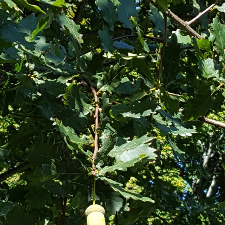 #01-07-Q_petraea (rosacea)-W Nurs-N tree-4_GP